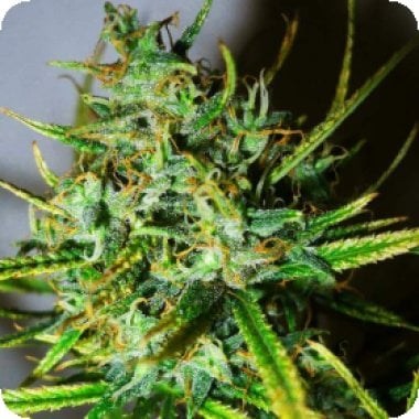 Top44  Feminised  Cannabis  Seeds