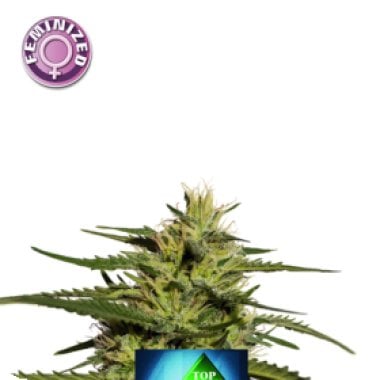 Top 44  Feminised  Cannabis  Seeds 0