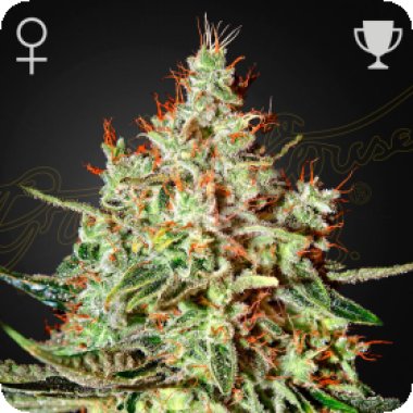 Train  Wreck  Feminised  Cannabis  Seeds 0