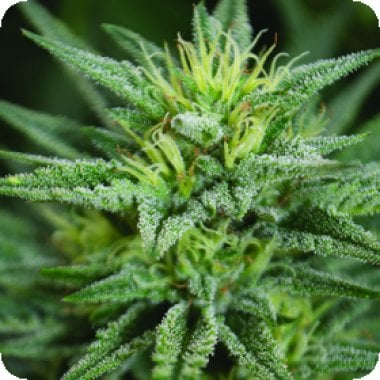 Trainwreck  C B D  Feminised  Cannabis  Seeds 0