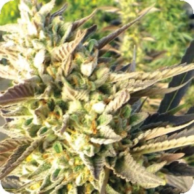 Trainwreck  Feminised  Cannabis  Seeds