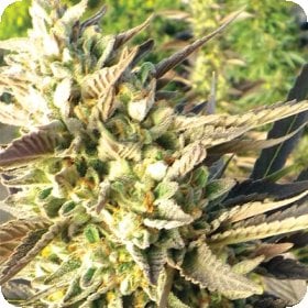 Trainwreck  Regular  Cannabis  Seeds 0