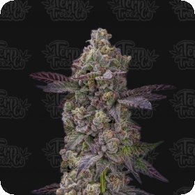 Tre  Lime  Sorbetto  Auto  Flowering  Cannabis  Seeds