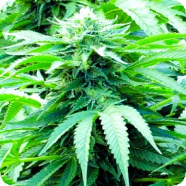 Trinity  Kush  Regular  Cannabis  Seeds