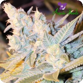 Triple  Cheese  Auto  Flowering  Cannabis  Seeds