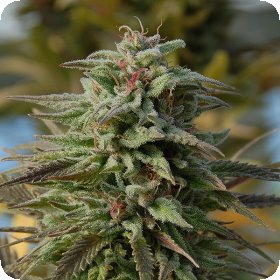 Trippy  Gorilla  Auto  Flowering  Cannabis  Seeds 0