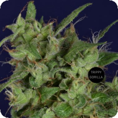 Trippy  Gorilla  Feminised  Cannabis  Seeds 0