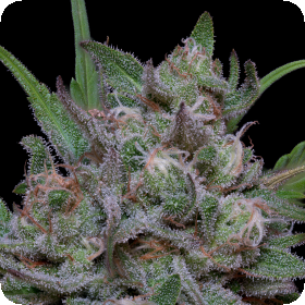 Trippy  Sherbert  Punch  Auto  Flowering  Cannabis  Seeds