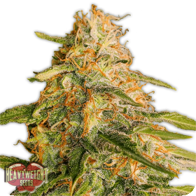 Tropic  Punch  Feminised  Cannabis  Seeds 0