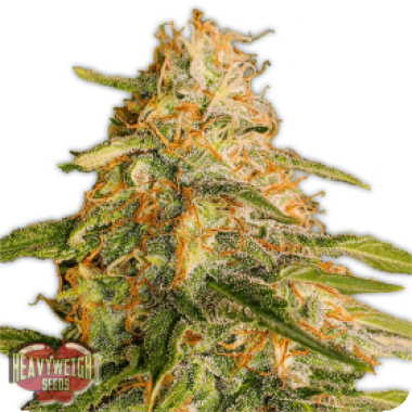 Tropic  Punch  Feminised  Cannabis  Seeds 0