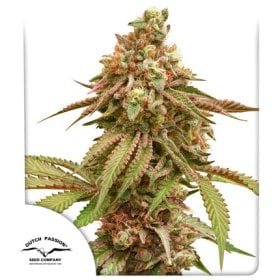 Tropical  Tangie  Feminised  Cannabis  Seeds