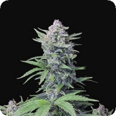 Tropicana Cookies Auto Flowering Cannabis Seeds