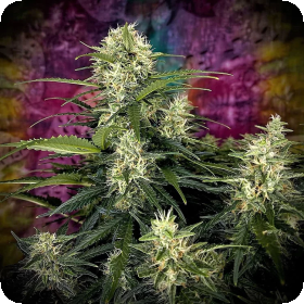 Truffle  Berry  Auto  Flowering  Cannabis  Seeds 0