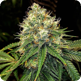 Truffle  Berry  Feminised  Cannabis  Seeds 0