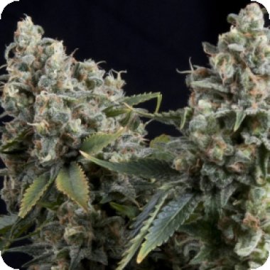 Tutankhamon Auto Flowering Cannabis Seeds