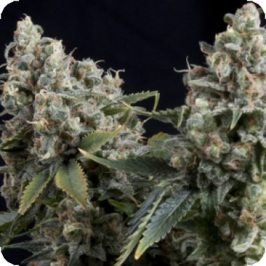 Tutankhamon  Auto  Flowering  Cannabis  Seeds