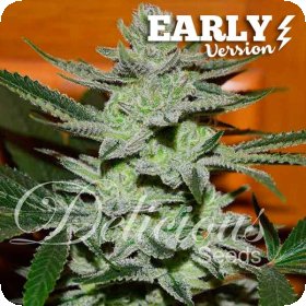 Unknown  Kush  Early  Version  Feminised  Cannabis  Seeds 0