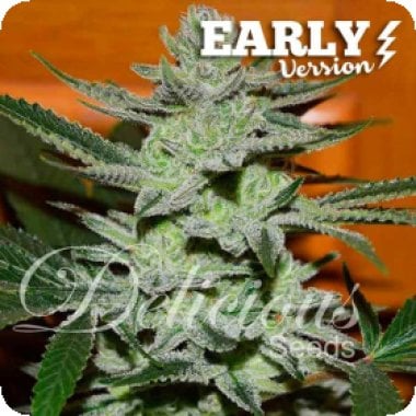 Unknown  Kush  Early  Version  Feminised  Cannabis  Seeds 0