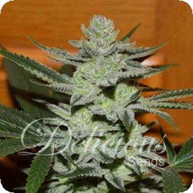 Unknown  Kush  Feminised  Cannabis  Seeds