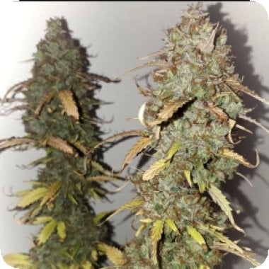 Vanilla 20 Frosting 20 Auto 20 Flowering 20 Cannabis Seeds