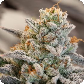 Vanilla  Frosting  Feminised  Cannabis  Seeds 0