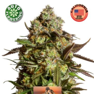 Venice  Beach  Afghan  Auto  Flowering  Cannabis  Seeds 0