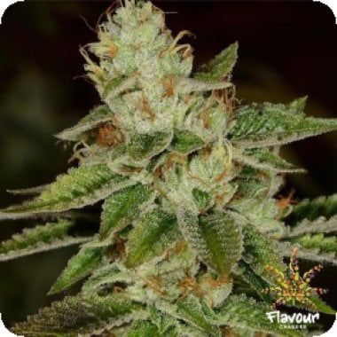 W I F I  Feminised  Cannabis  Seeds 0