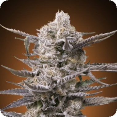 Watermelon  O G  Feminised  Cannabis  Seeds