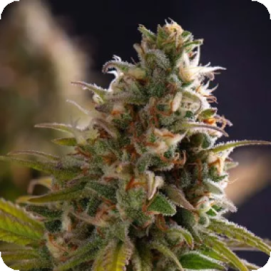 Wedding  Cake  Feminised  Cannabis  Seeds