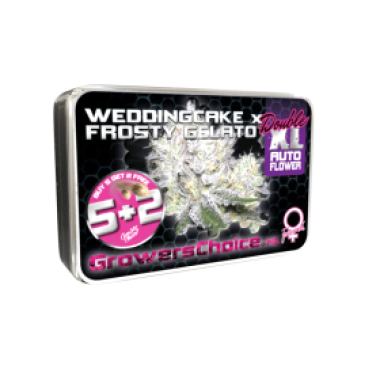 Wedding Cake X Frosty Gelato Double X L Auto