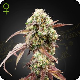 West  Coast  O G  X  Gelato 41  Auto  Flowering  Cannabis  Seeds