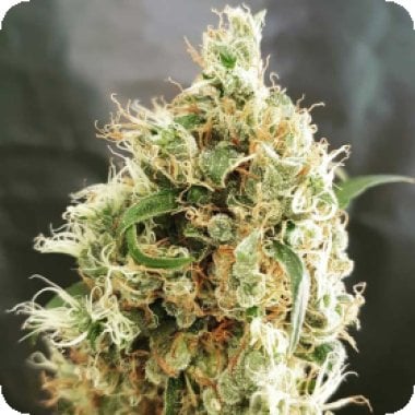 White 20 Goblin 20 Auto 20 Flowering 20 Cannabis  Seeds