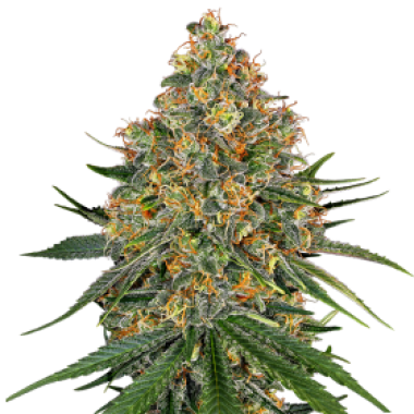 White Cheese Feminised Cannabis Seeds 0
