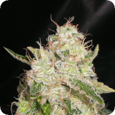 White  Chronic  Feminised  Cannabis  Seeds 0