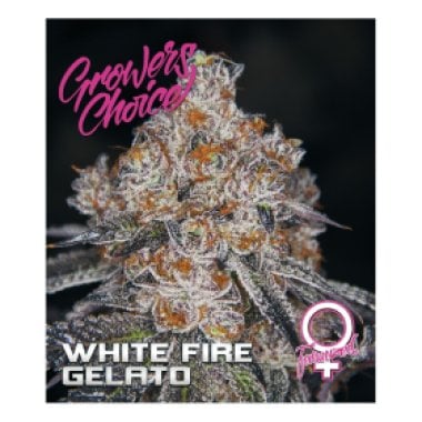 White Fire Gelato Feminised Cannabis Seeds 0