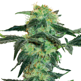 White  Ice  Regular  Cannabis  Seeds 0