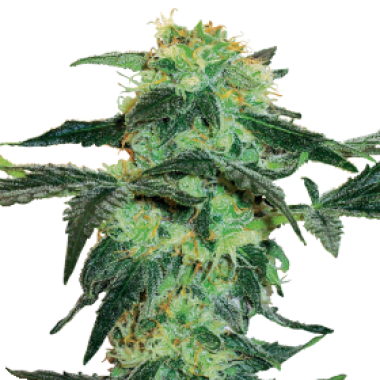 White  Ice  Regular  Cannabis  Seeds 0