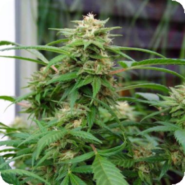 White  Rhino  Feminised  Cannabis  Seeds 0