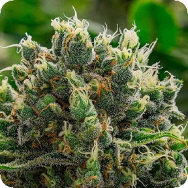 White  Runtz  Feminised  Cannabis  Seeds 0