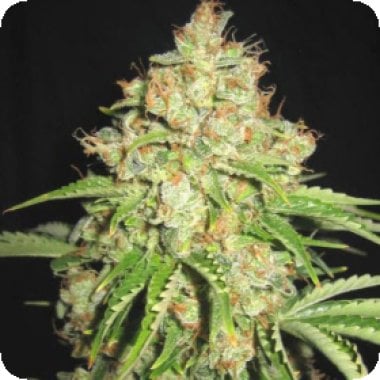 White  Russian  Feminised  Cannabis  Seeds 0