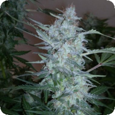 White  Sirius  Regular  Cannabis  Seeds 0