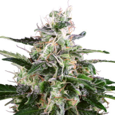 White  Skunk  Auto  Flowering  Cannabis  Seeds 0