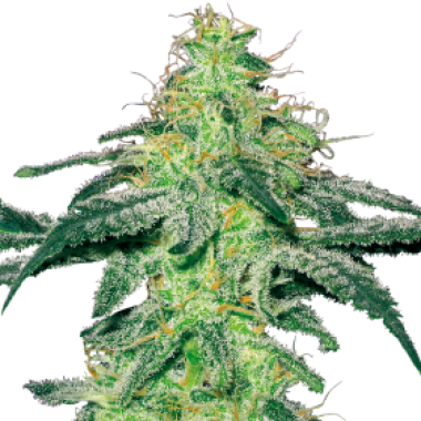 White  Skunk  Regular  Cannabis  Seeds 0