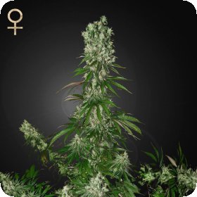 White  Strawberry  Skunk  Feminised  Cannabis  Seeds 0