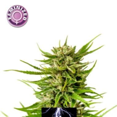 White  Thunder  Feminised  Cannabis  Seeds  Feminised  Cannabis  Seeds