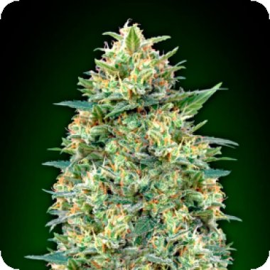 White  Widow  Auto  Feminised  Cannabis  Seeds