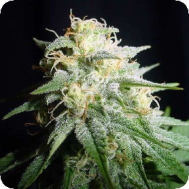 White  Widow  Auto  Flowering  Cannabis  Seeds