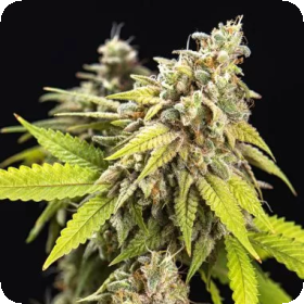 White  Widow  Auto  Flowering  Cannabis  Seeds 0
