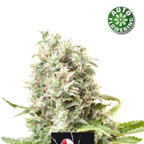 White  Widow  Auto  Flowering  Cannabis  Seeds 1