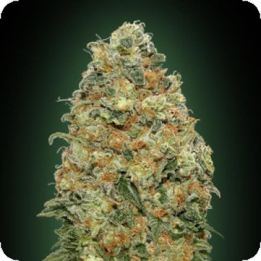 White  Widow  Feminised  Cannabis  Seeds